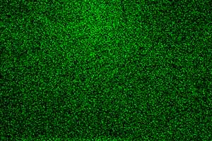 Confocal Image: 100nm NIR labelled nano particles 