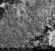 SEM of Glantreo Magnetic silica particles