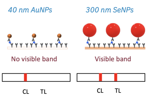 SeNP low concentration of analyse